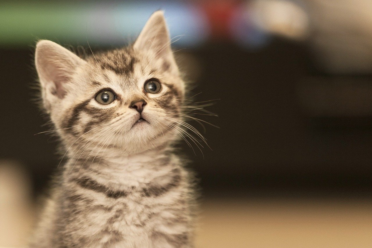 cat, desire, pure