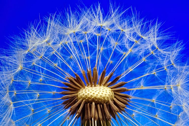 nature, dandelion, macro