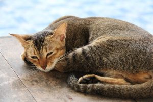 cat, cute, brown