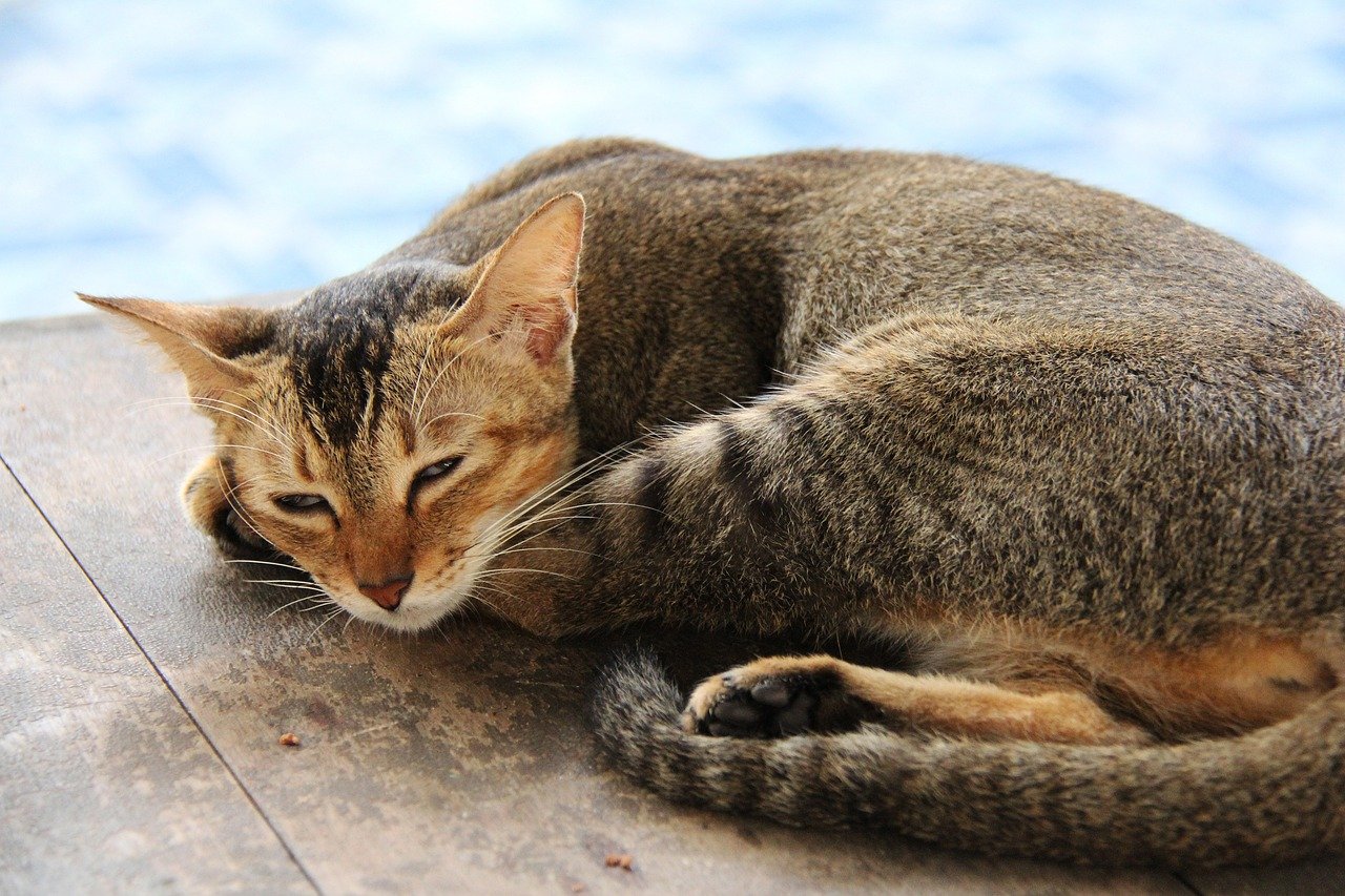 cat, cute, brown