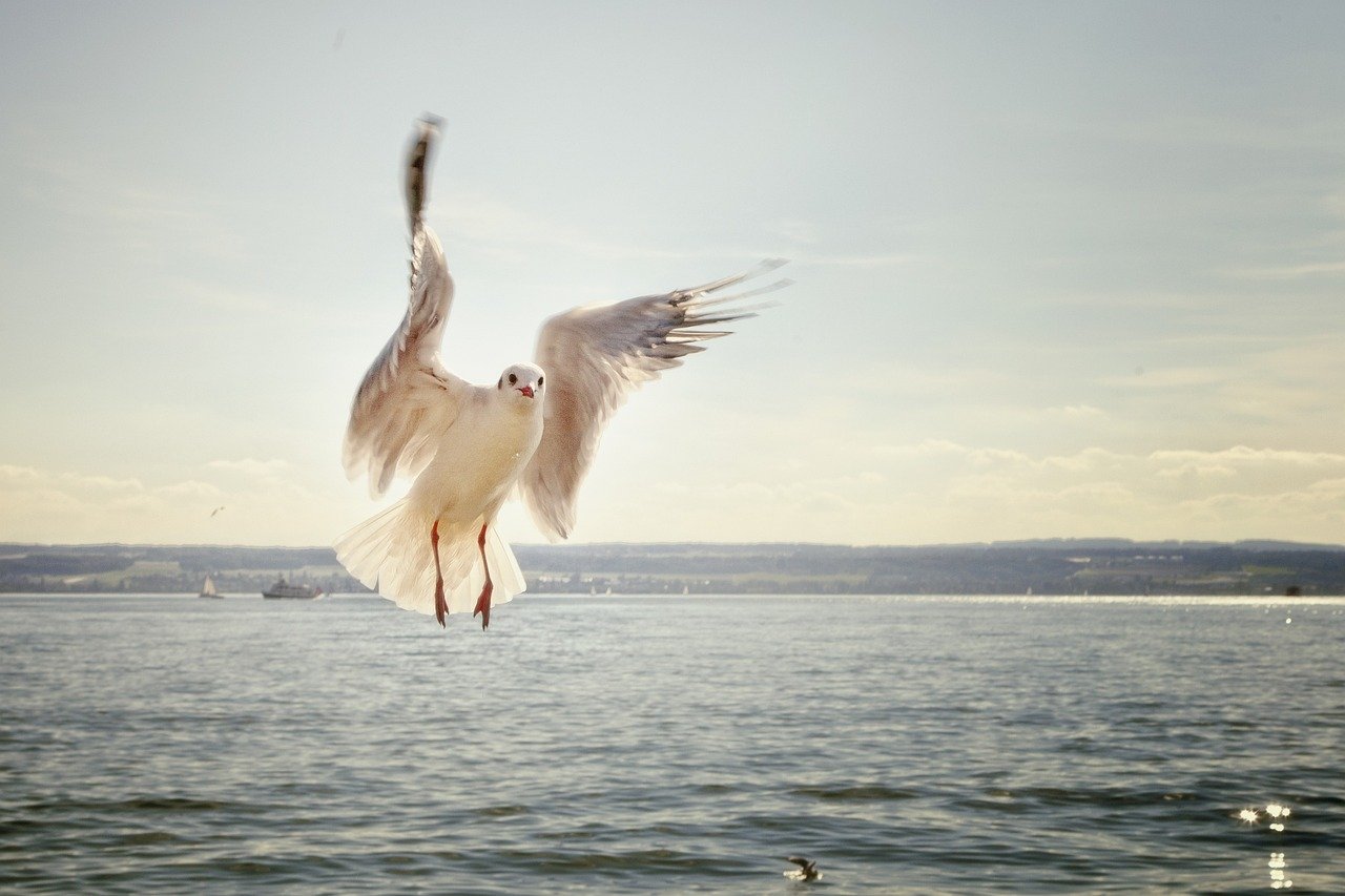 gull, bird, flying