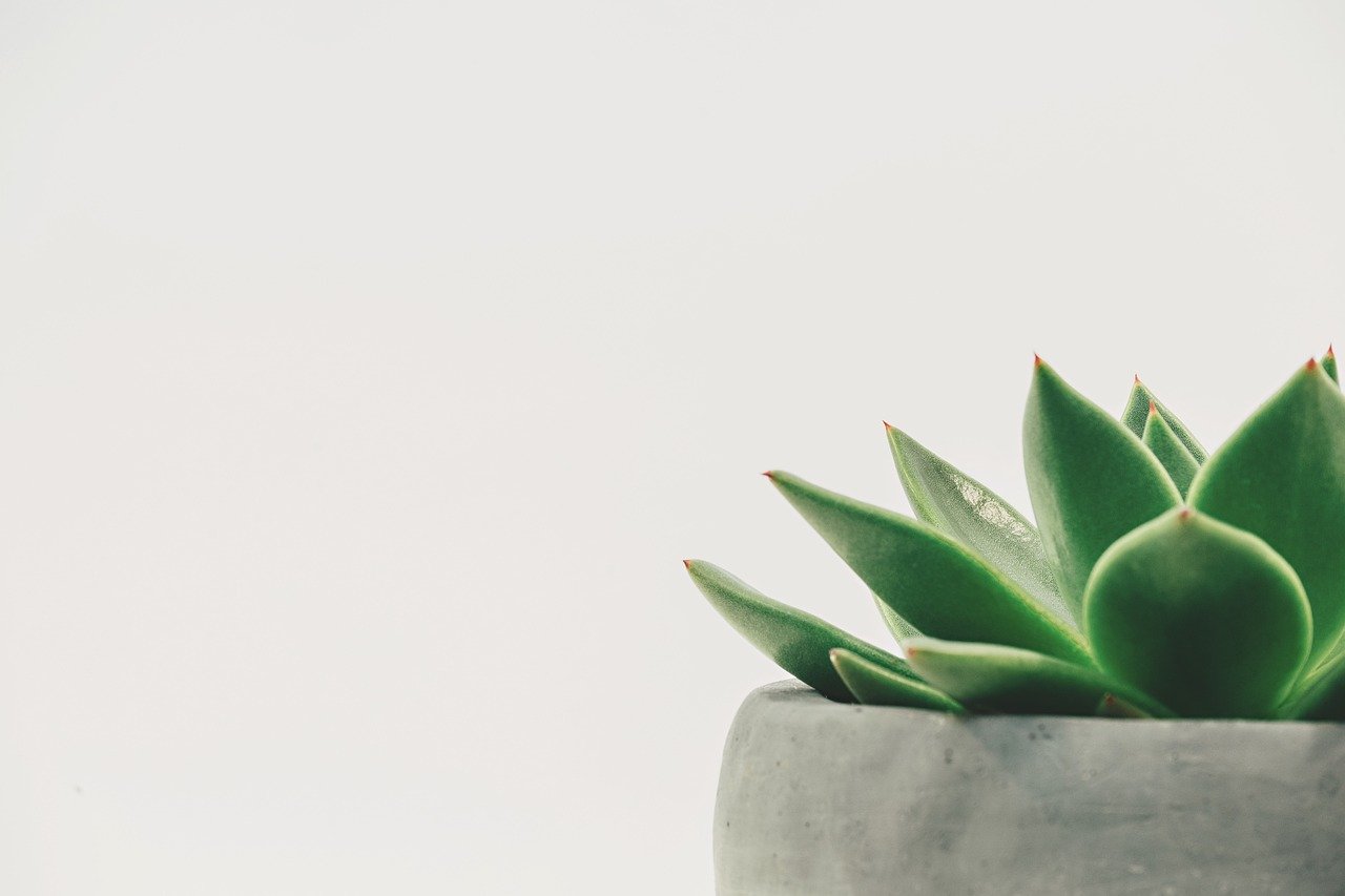 plant, succulent, potted