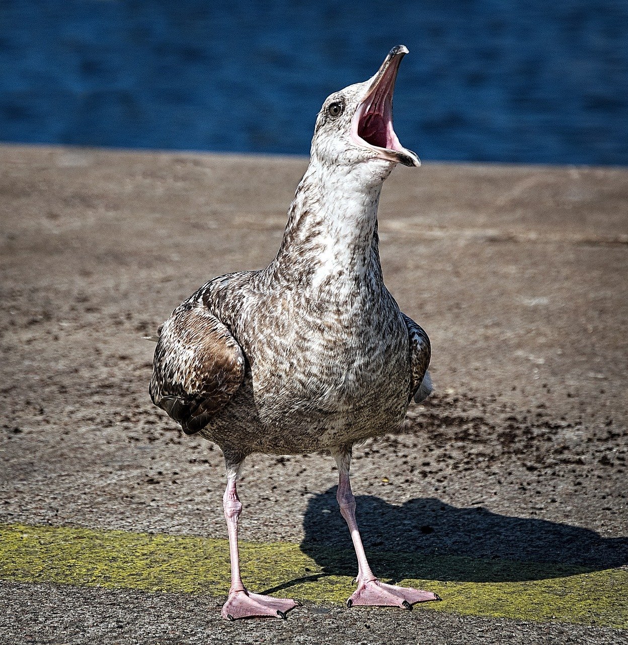 seagull, scream, creek