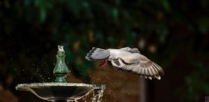 paloma, nature, fleeting