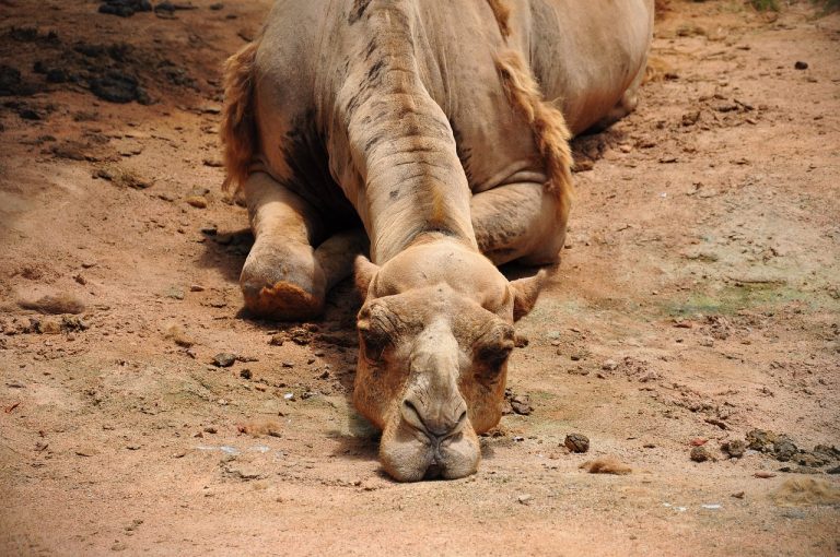 camel, bored, dusty