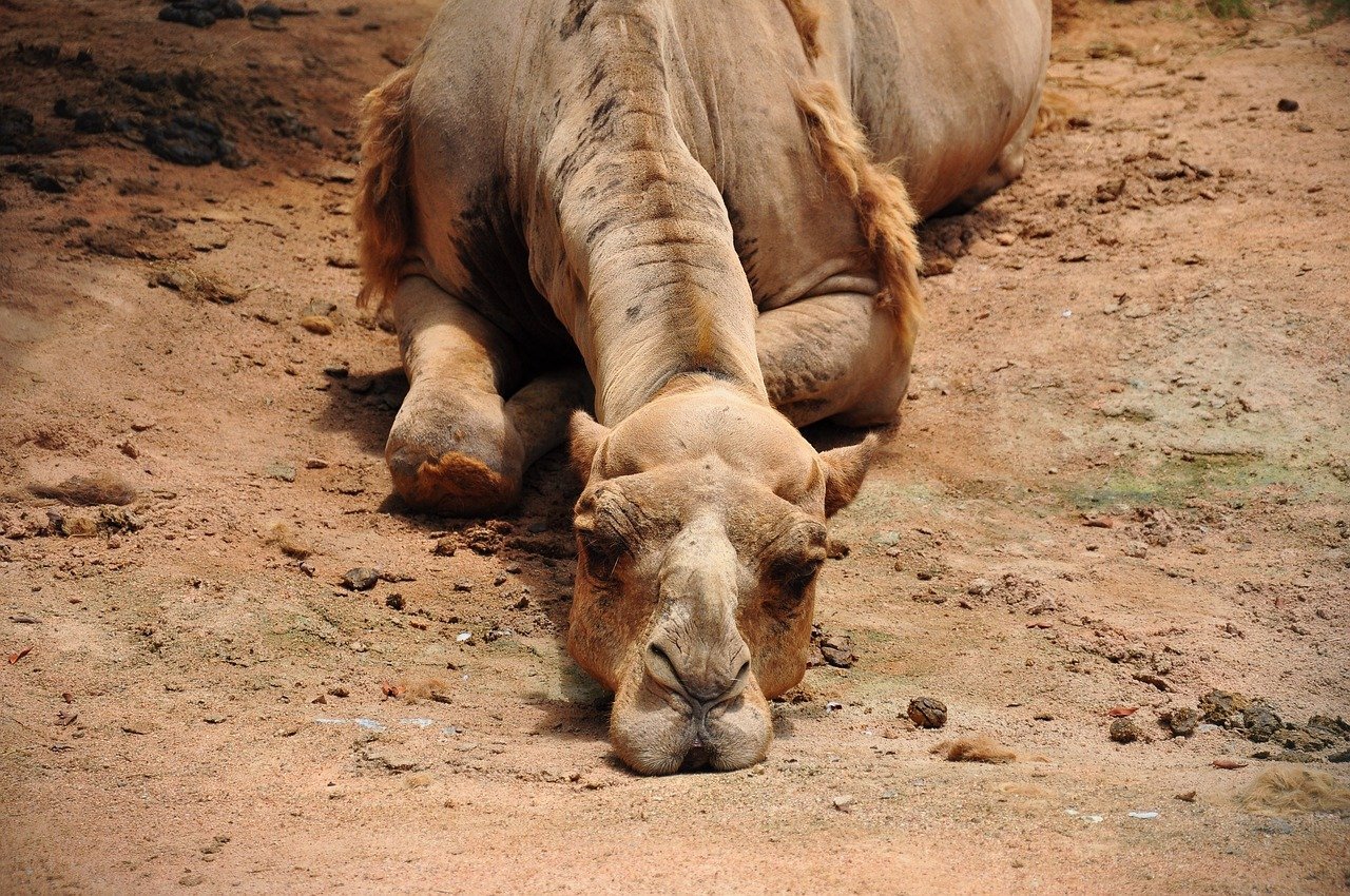 camel, bored, dusty