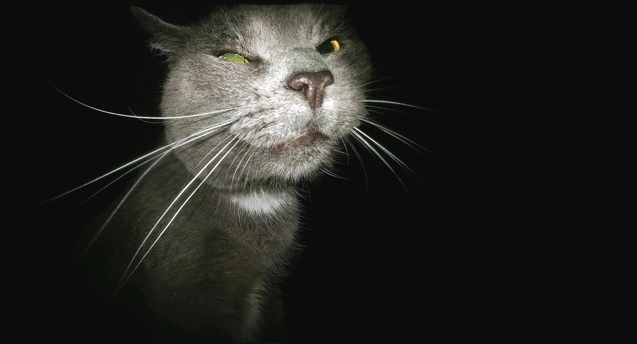 cat, funny, stalker