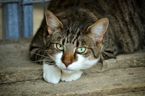 cat's eyes, nature, cat