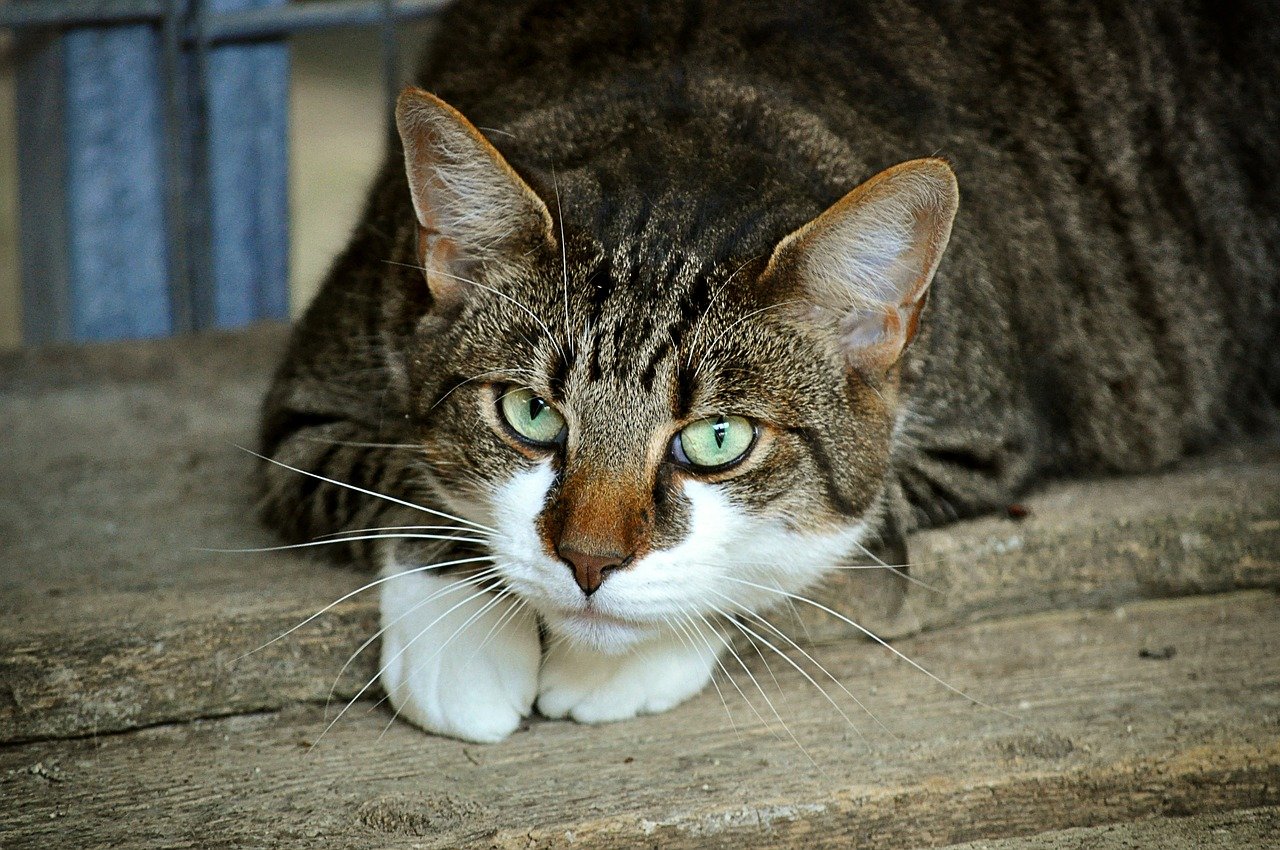 cat's eyes, nature, cat