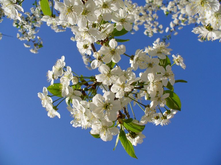 flowers, cherry blossom, tree