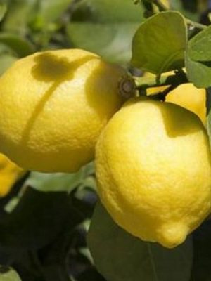 41bnCs1Ms9L._AC_ Limoni siciliani biologici con buccia edibile - 10kg