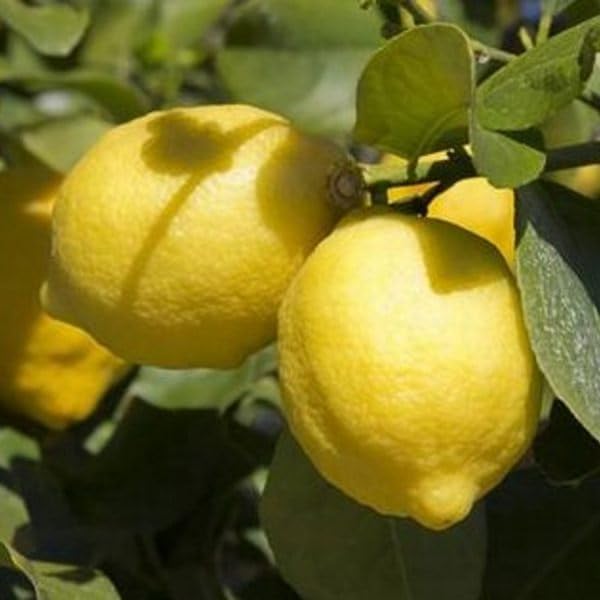 Limoni siciliani biologici con buccia edibile - 10kg