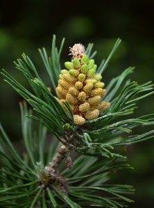 jaw, mountain pine, pinus mugo