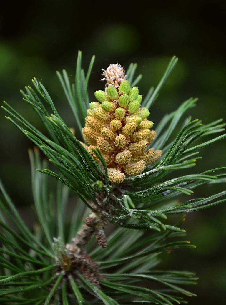 jaw, mountain pine, pinus mugo