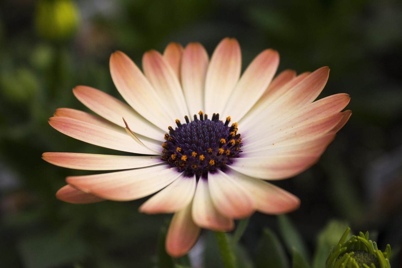 daisy, flower, beautiful