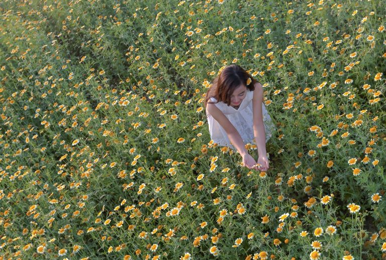 the daisies, girl-on application, ha noi vietnam